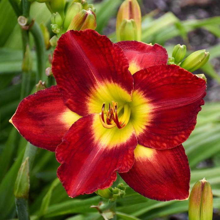 'Passion For Red' Daylily - Hemerocallis from EC Browns Nursery