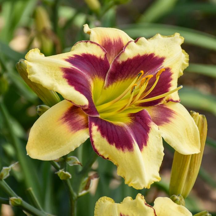 Rainbow Rhythm&reg; 'Star of the North' Daylily - Hemerocallis from EC Browns Nursery