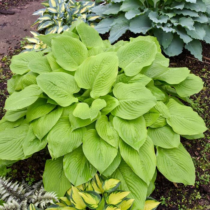 Sunny Halcyon Hosta, Plantain Lily - Hosta 'Sunny Halcyon' from EC Browns Nursery
