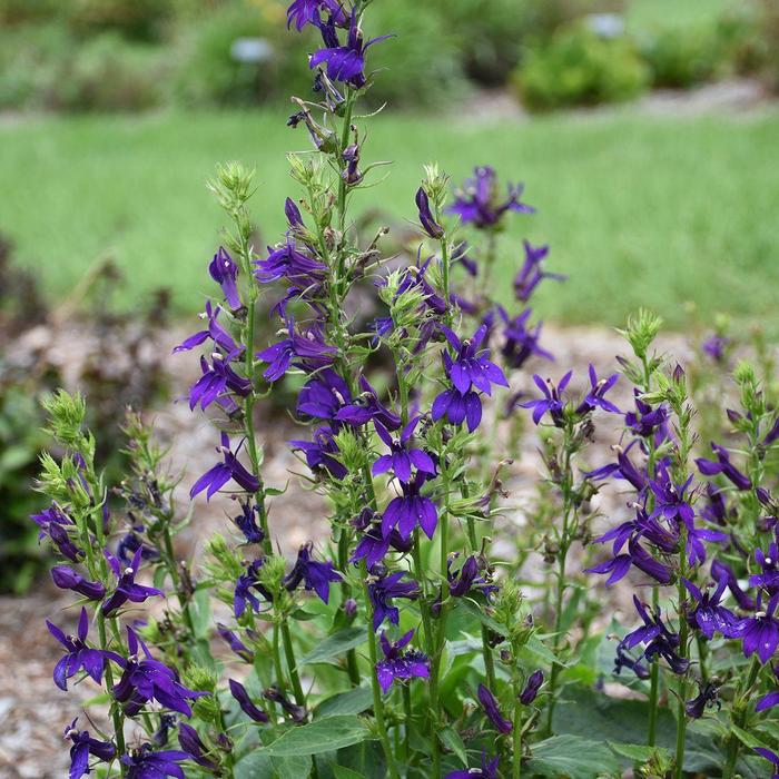 Lobelia - Lobelia x speciosa (Lobelia) from EC Browns Nursery