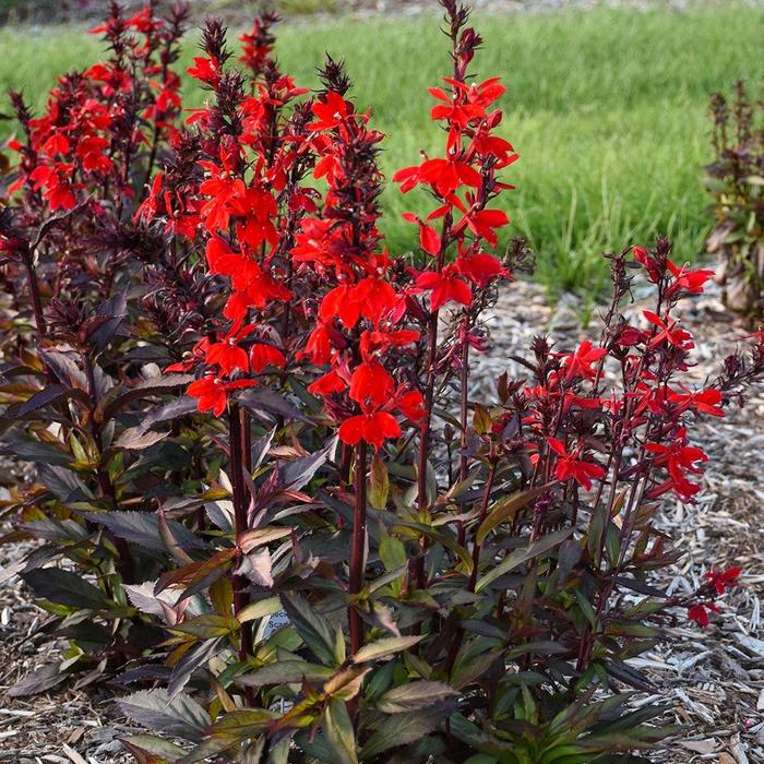 Starship&trade; Scarlet Bronze Leaf - Lobelia x speciosa ''Scarlet Bronze Leaf'' (Lobelia) from EC Browns Nursery