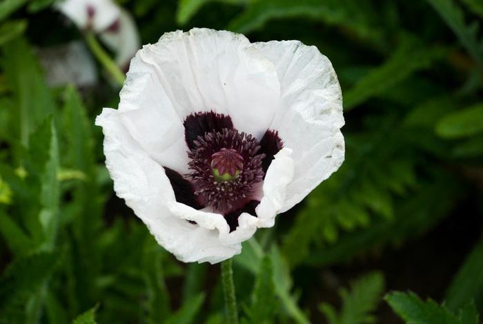 'Royal Wedding' Oriental Poppy - Papaver orientale from EC Browns Nursery
