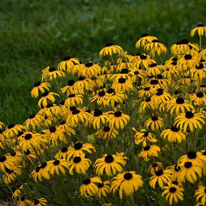 'American Gold Rush' - Rudbeckia from EC Browns Nursery