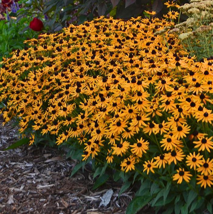 'Little Goldstar' Dwarf Black-Eyed Susan - Rudbeckia fulgida var. sullivantii from EC Browns Nursery