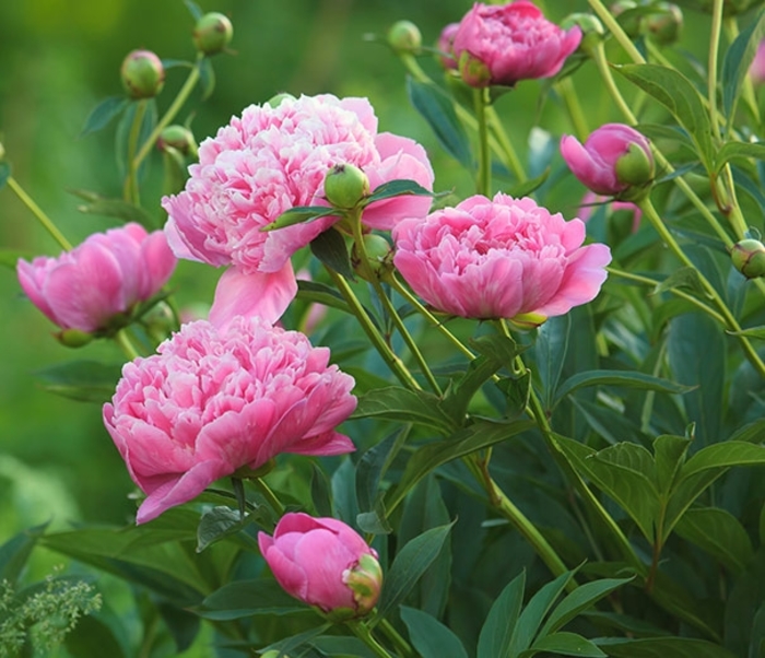 'Dr. Alex Fleming' - Paeonia lactiflora from EC Browns Nursery