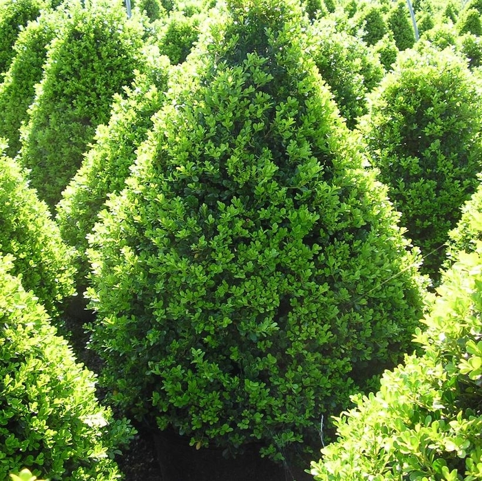 Cranberry Creek Boxwood - Buxus x 'Cranberry Creek' from EC Browns Nursery