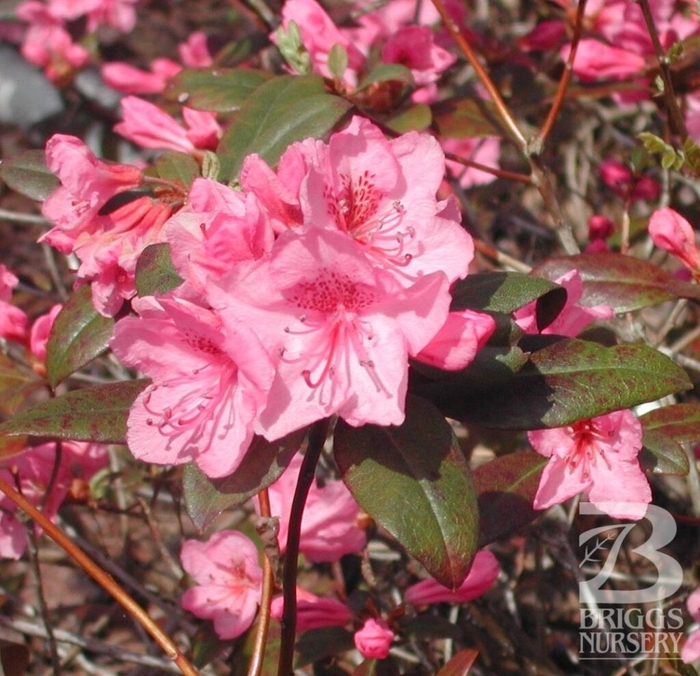 Aglo Pink Small-leaf Rhododendron - Rhododendron x 'Aglo' from EC Browns Nursery
