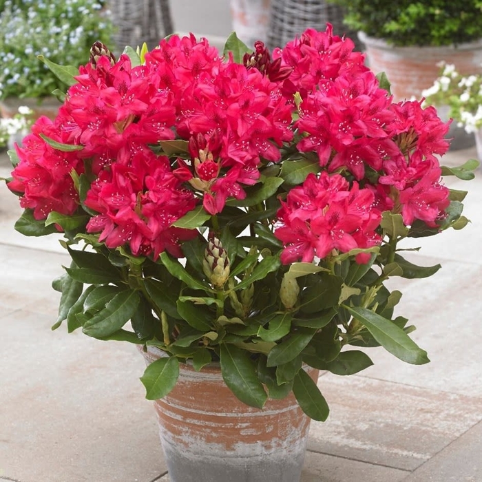 Nova Zembla Red Rhododendron - Rhododendron 'Nova Zembla' from EC Browns Nursery