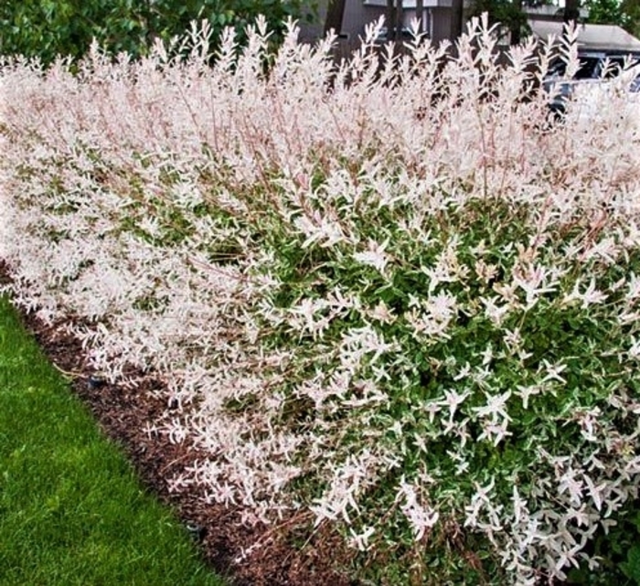 Dappled Willow - Salix integra 'Hakaro Nishki' from EC Browns Nursery