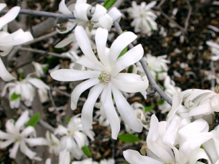 Waterlily Star Magnolia - Magnolia stellata 'Waterlily' from EC Browns Nursery