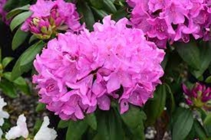 Roseum Pink - Rhododendron hybrid from EC Browns Nursery