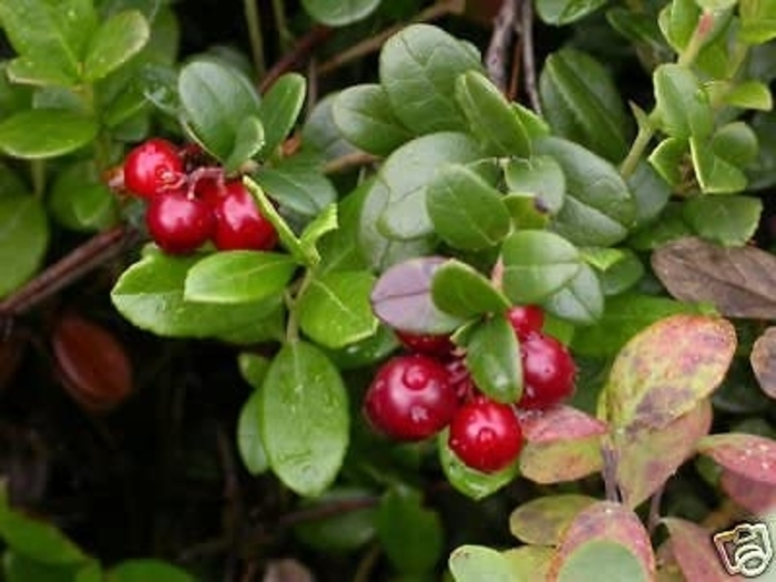 Cranberry - Vaccinium macrocarpon from EC Browns Nursery