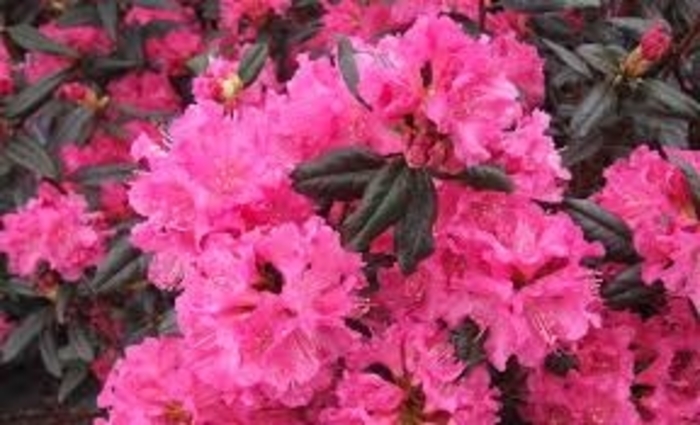 Landmark Rhododendron - Rhododendron x 'Landmark' from EC Browns Nursery
