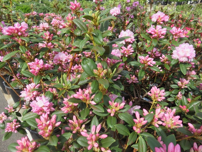 Silvery Pink Rhododendron - Rhododendron x 'Pioneer Slivery Pink' from EC Browns Nursery