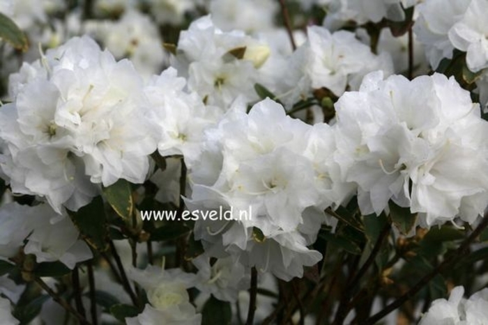 April White Rhododendron - Rhododendron x 'April White' from EC Browns Nursery