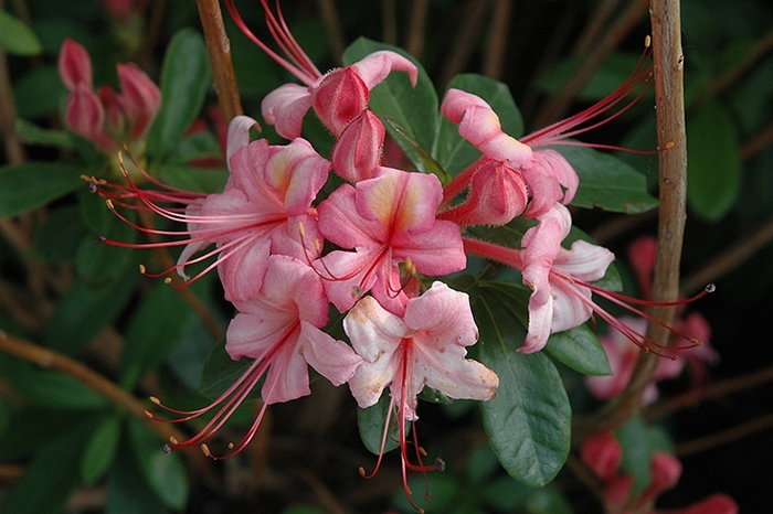 Pink n' Sweet - Azalea x 'Pink n' Sweet' from EC Browns Nursery
