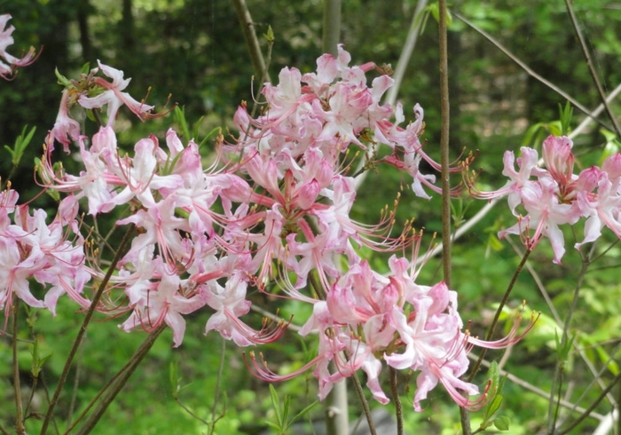 Deep Pink Pinxter Bloom - Azalea nudiflorum (periclymenoides) 'Deep Pink' from EC Browns Nursery