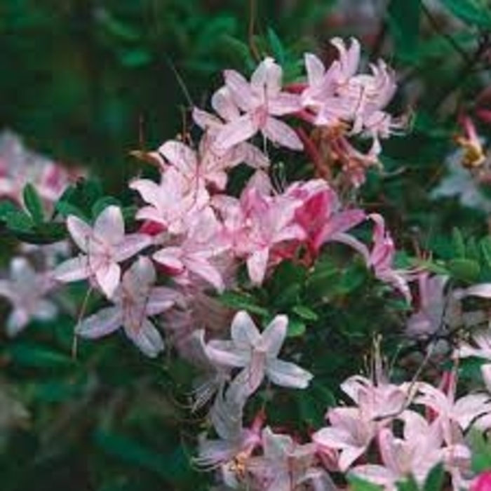 Bobs Bayou Beauty Swamp Azalea - Azalea viscosum 'Bobs Bayou Beauty from EC Browns Nursery