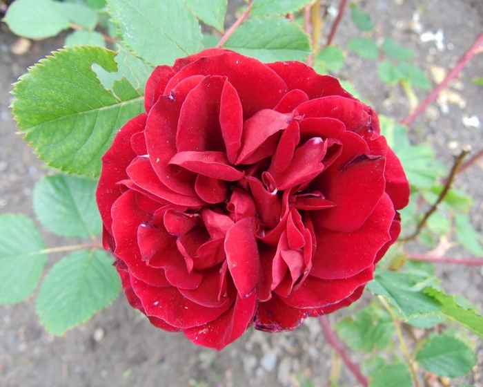 Hope for Humanity Climbing Red Rose - Rosa x 'Hope for Humanity' from EC Browns Nursery