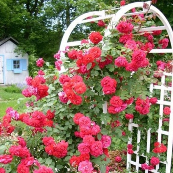 Ramblin' Red Climbing Rose - Rosa x 'Ramblin' Red' from EC Browns Nursery