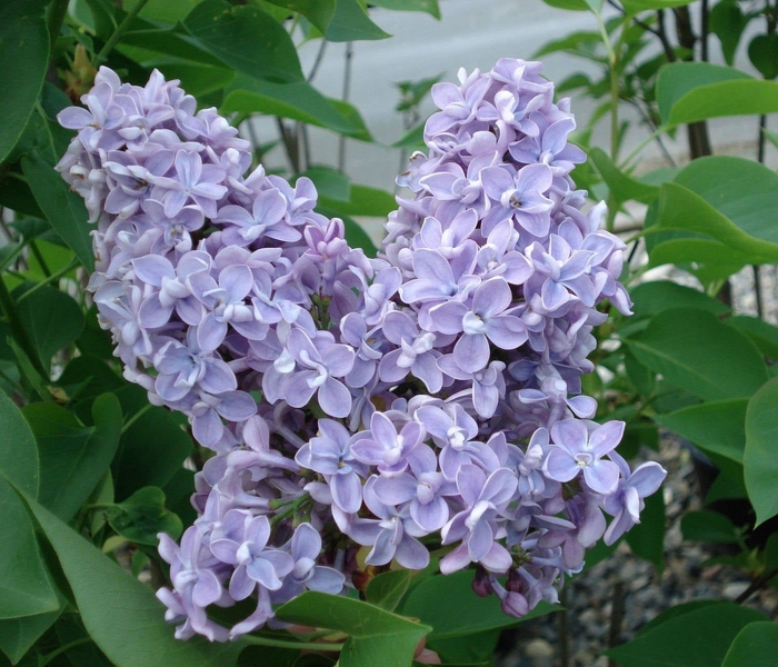 President Grevy Lilac - Syringa vulgaris 'President Grevy' from EC Browns Nursery