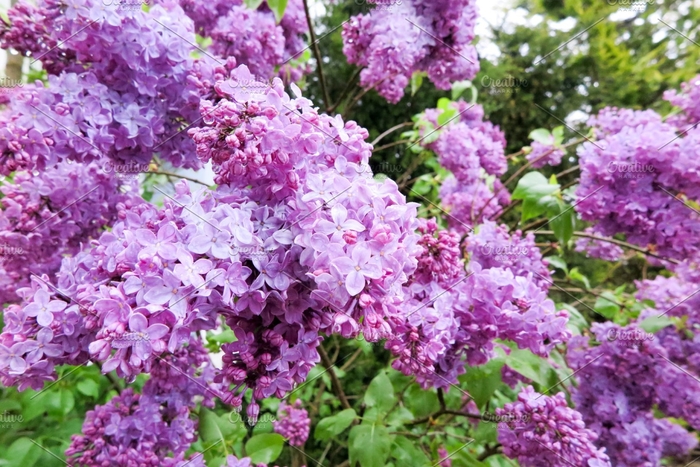 Common, Old-Fashioned Lilac - Syringa vulgaris from EC Browns Nursery