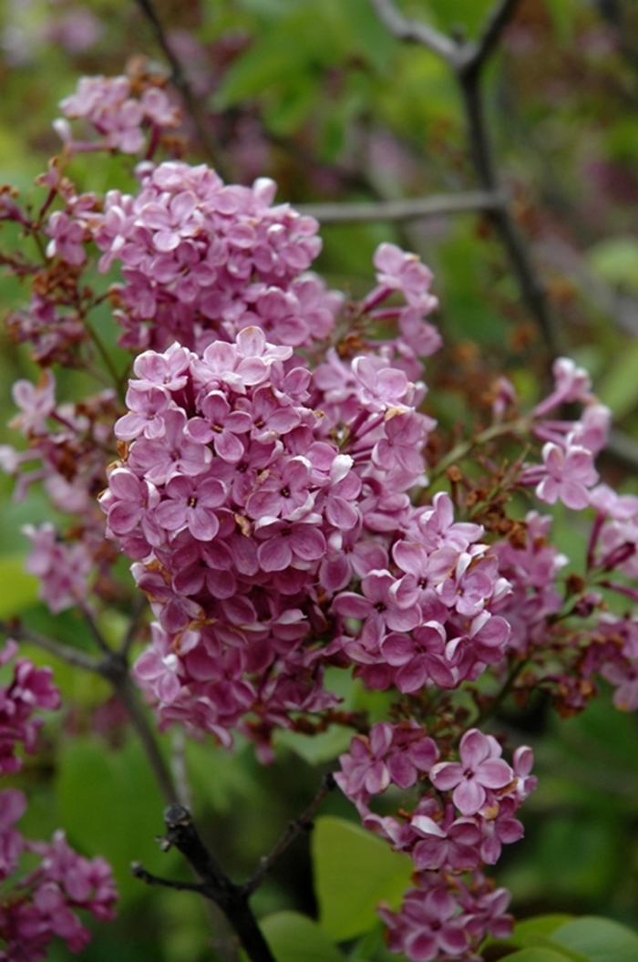 Charles X Lilac - Syringa vulgaris 'Charles X' from EC Browns Nursery