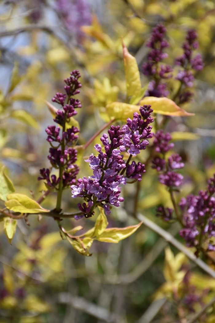 Weston's Rainbow Lilac - Syringa x 'Weston's Rainbow'' from EC Browns Nursery