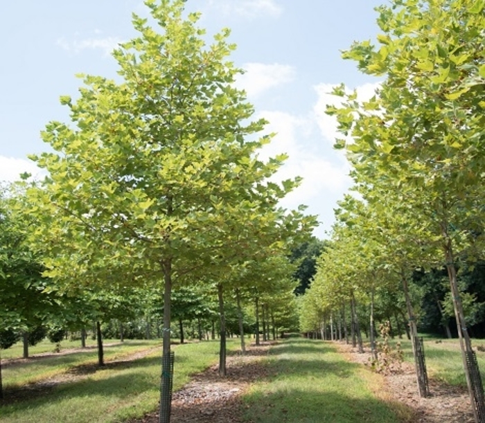 London Planetree - Platanus x acerifolia from EC Browns Nursery