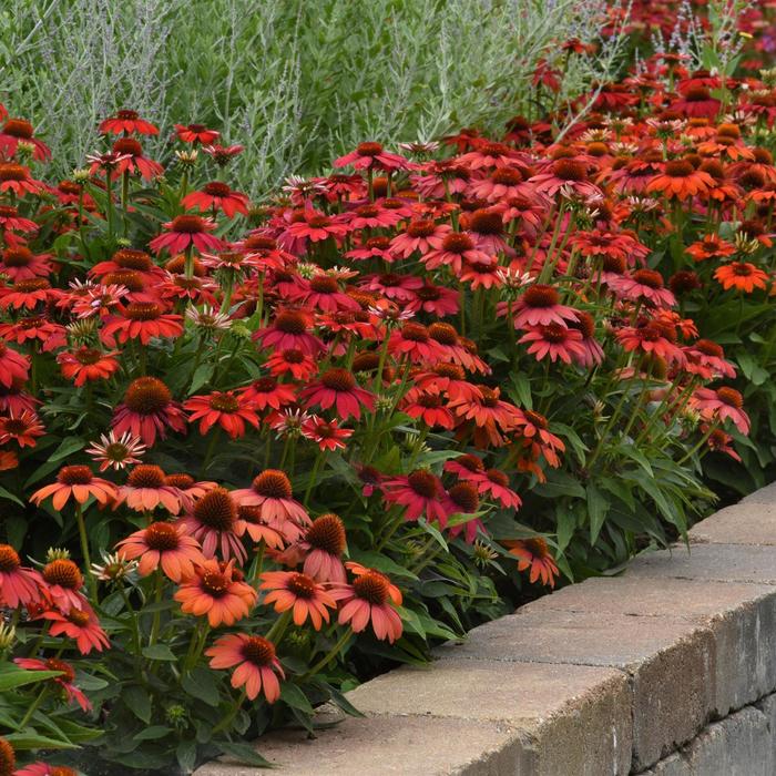 Artisan&trade; Ombre Red - Echinacea x hybrida from EC Browns Nursery