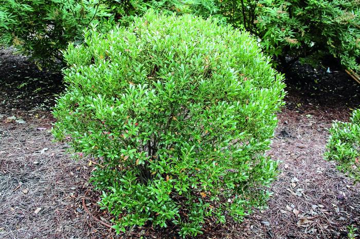 Shamrock Inkberry - Ilex glabra 'Shamrock' (Inkberry) from EC Browns Nursery