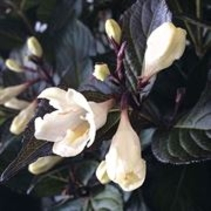 Tuxedo Weigela - Weigela florida 'Tuxedo' from EC Browns Nursery