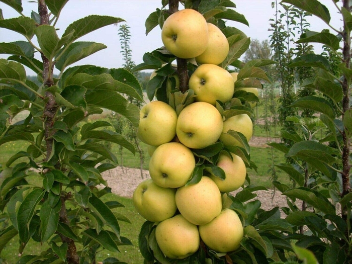 Golden Sentinel Apple - Apple x 'Golden Sentinel' from EC Browns Nursery