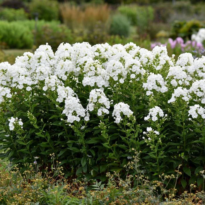 Luminary™ 'Backlight' - Phlox paniculata from EC Browns Nursery