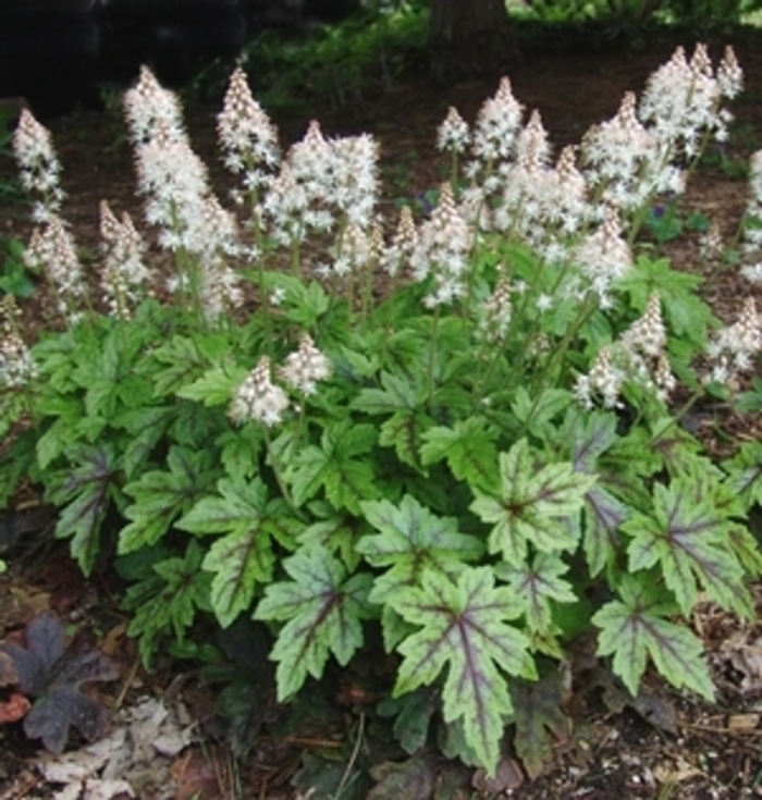 'Elizabeth Oliver' - Tiarella hybrid from EC Browns Nursery