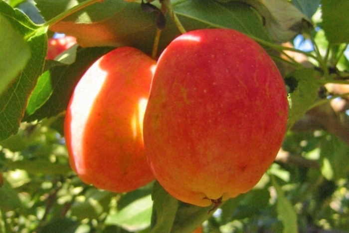 Centennial Crabapple - Malus x 'Centennial' from EC Browns Nursery
