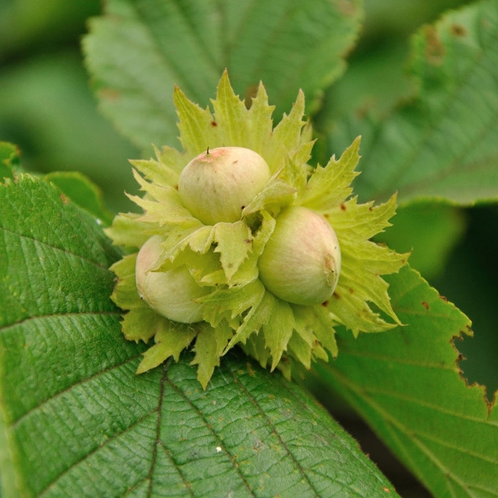 American Hazelnut - Corylus americana from EC Browns Nursery