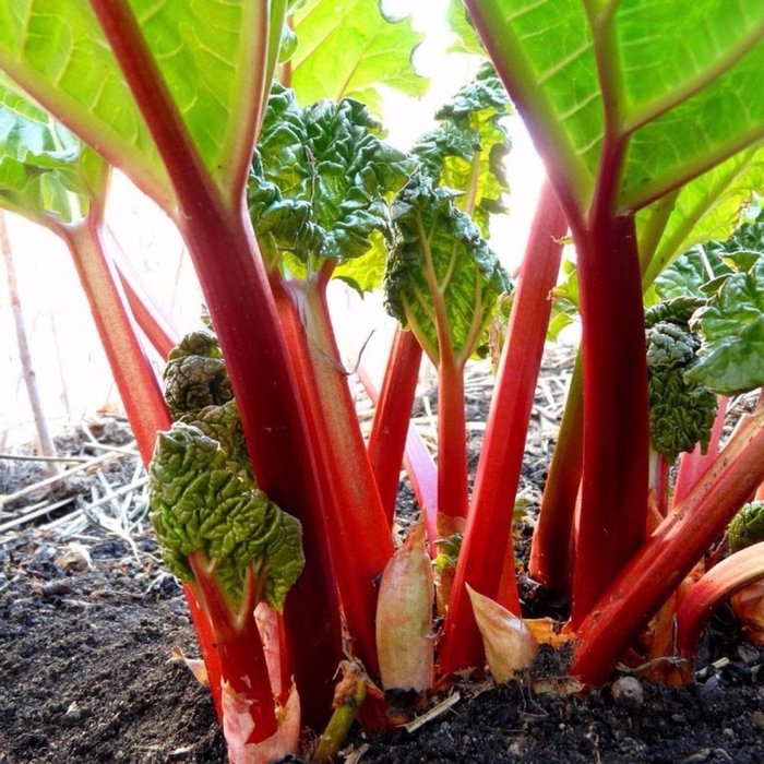 Fruiting Rhubarb - Rheum palmatum from EC Browns Nursery
