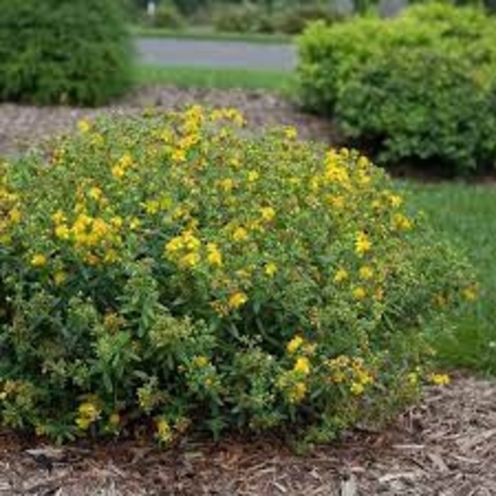 St. John's Wort - Hypericum kalmianum 'Blues Festival' from EC Browns Nursery