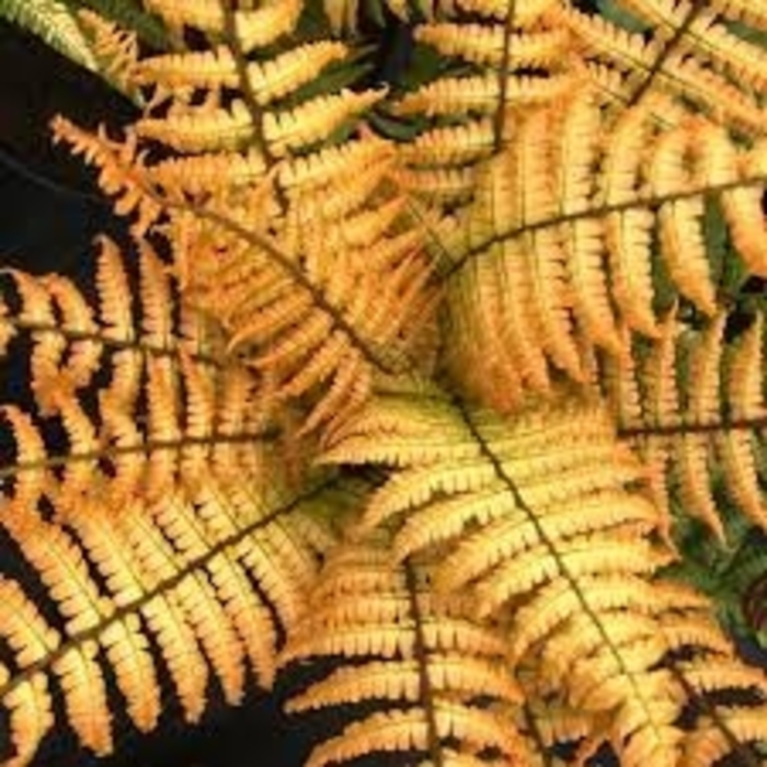 Jurassic Gold Wood Fern - Dryopteris wallichiana 'Jurassic Gold' from EC Browns Nursery