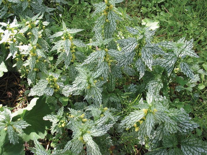 Compact Yellow Archangel - Lamiastrum galeobdolon 'Compacata' from EC Browns Nursery