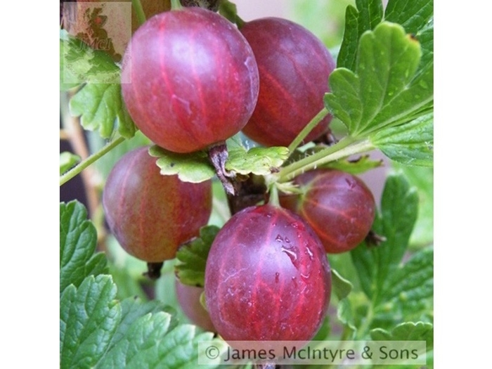 Captivator Gooseberry - Ribes x 'Capitvator' from EC Browns Nursery
