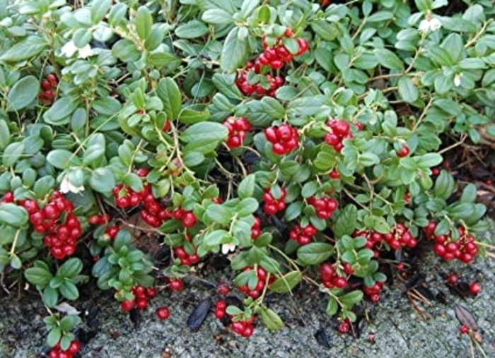 Lignonberry - Vaccinium vitis-idaea from EC Browns Nursery