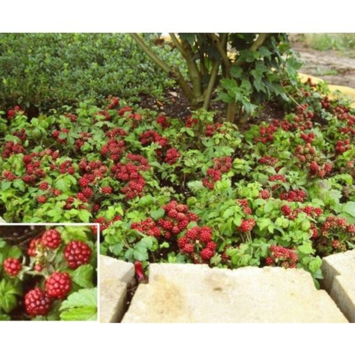 Beta Groundcover Raspberry - Rubus 'Beta' from EC Browns Nursery