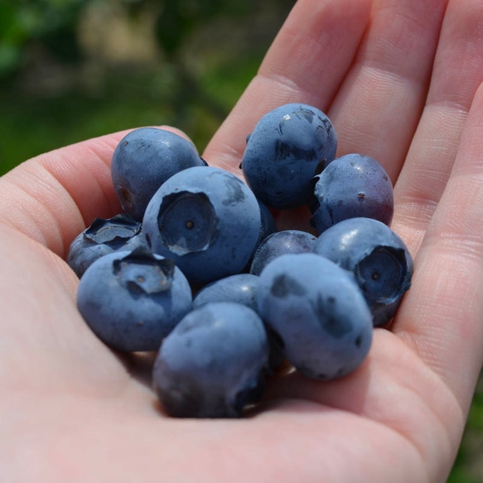 Spartan Blueberry - Vaccinium corymbosum 'Spartan' from EC Browns Nursery