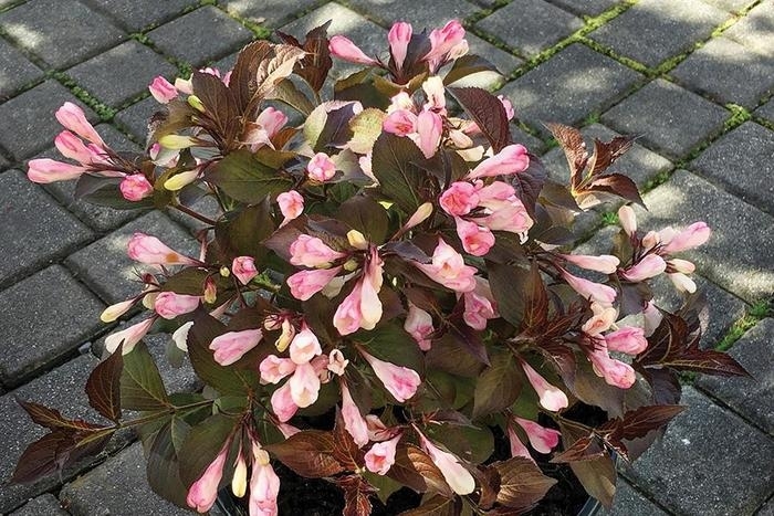 AFTERGLOW WEIGELA - Weigela x DN 'Afterglow' from EC Browns Nursery