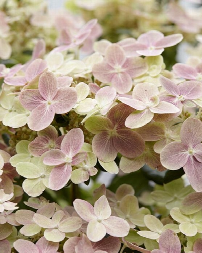 EARLY EVOLUTION HYDRANGEA - Hydrnagea paniculata 'Early evolution' from EC Browns Nursery