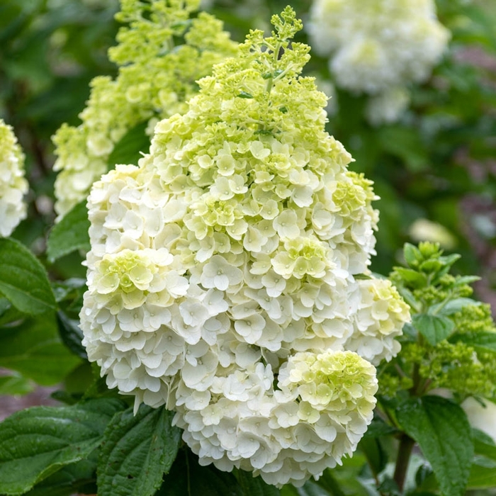 Moonrock Hydrangea - Hydrangea paniculata 'Moonrock' from EC Browns Nursery