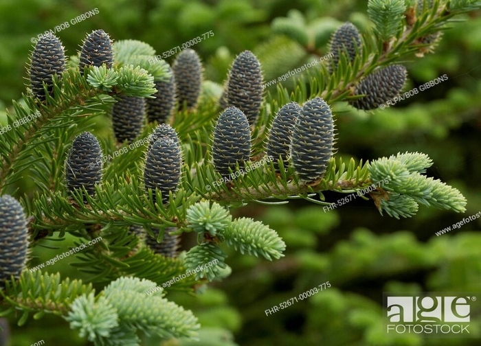 Balsam Fir - Abies balsamea from EC Browns Nursery
