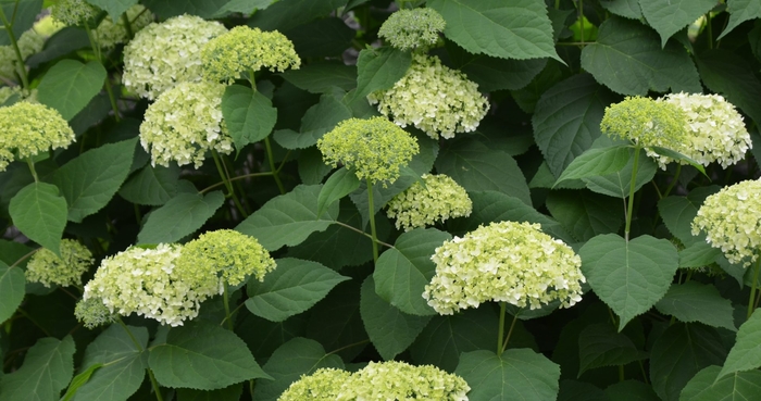 Smooth Hydrangea - Hydrangea arborescens ''Grandiflora'' from EC Browns Nursery